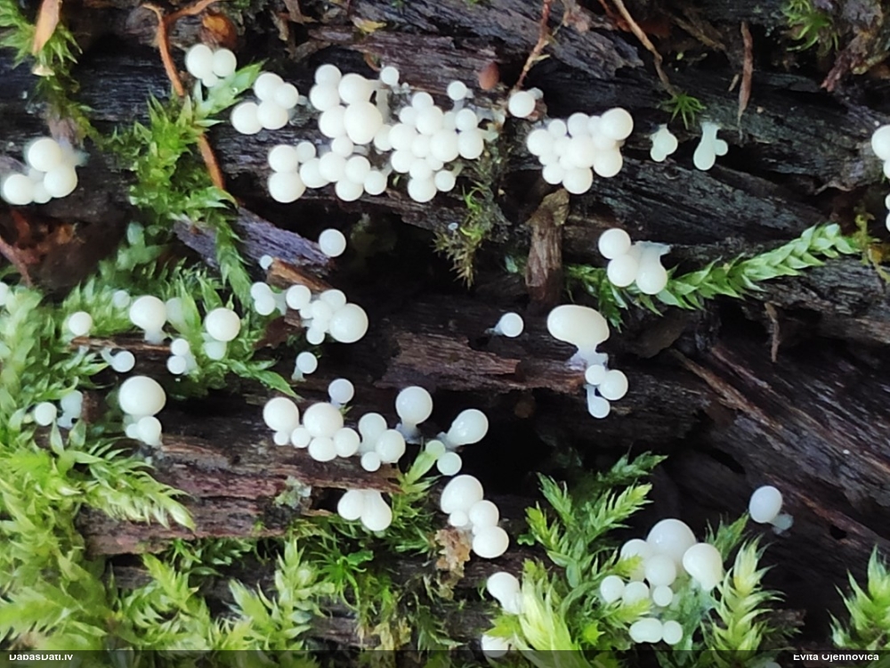 Vāles / apkaklītes pilienīte