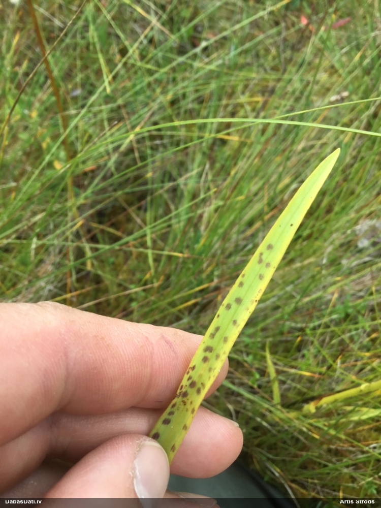 Plankumainā dzegužpirkstīte