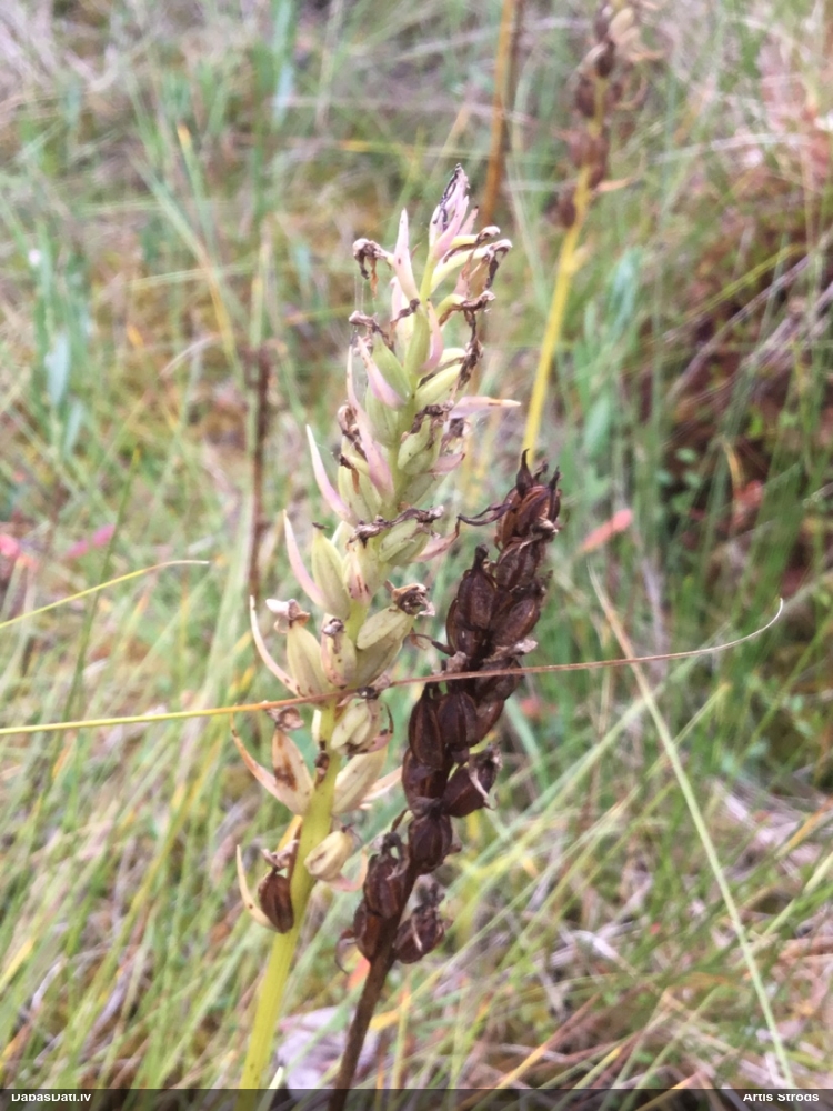 Plankumainā dzegužpirkstīte