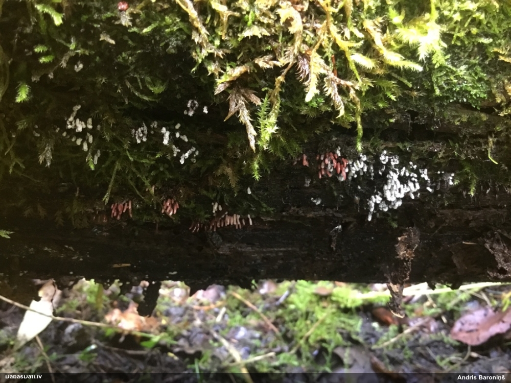 Sudrabainā cilindrīte