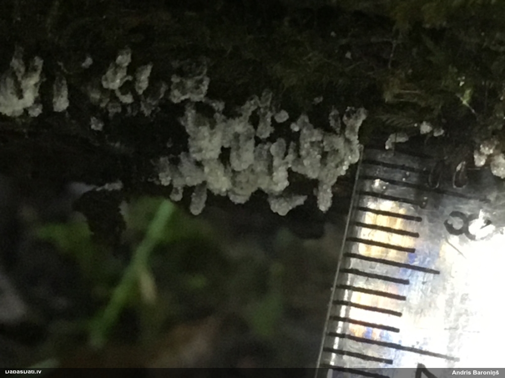 Sudrabainā cilindrīte