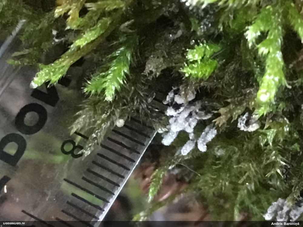 Sudrabainā cilindrīte