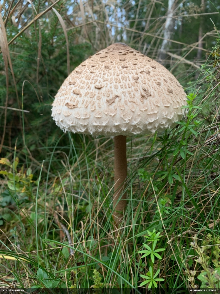 Lielā dižsardzene