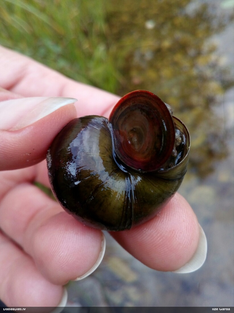 Ezera lielvāciņgliemezis