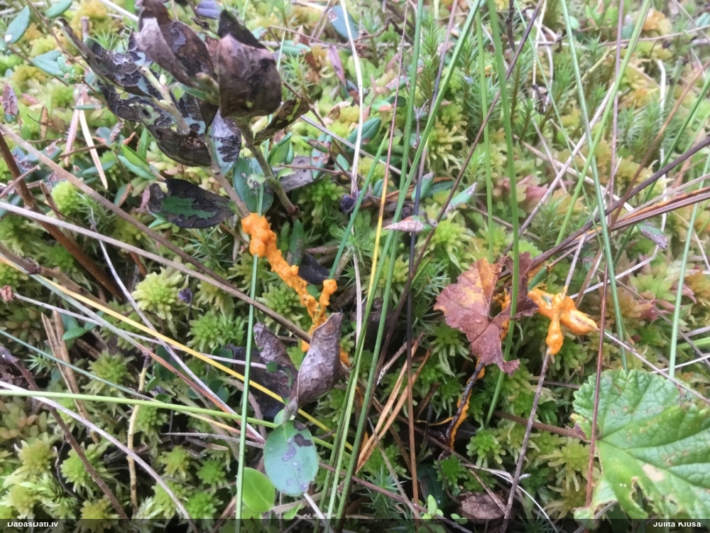 Paciņu ragansviests / trauslā lāsenīte