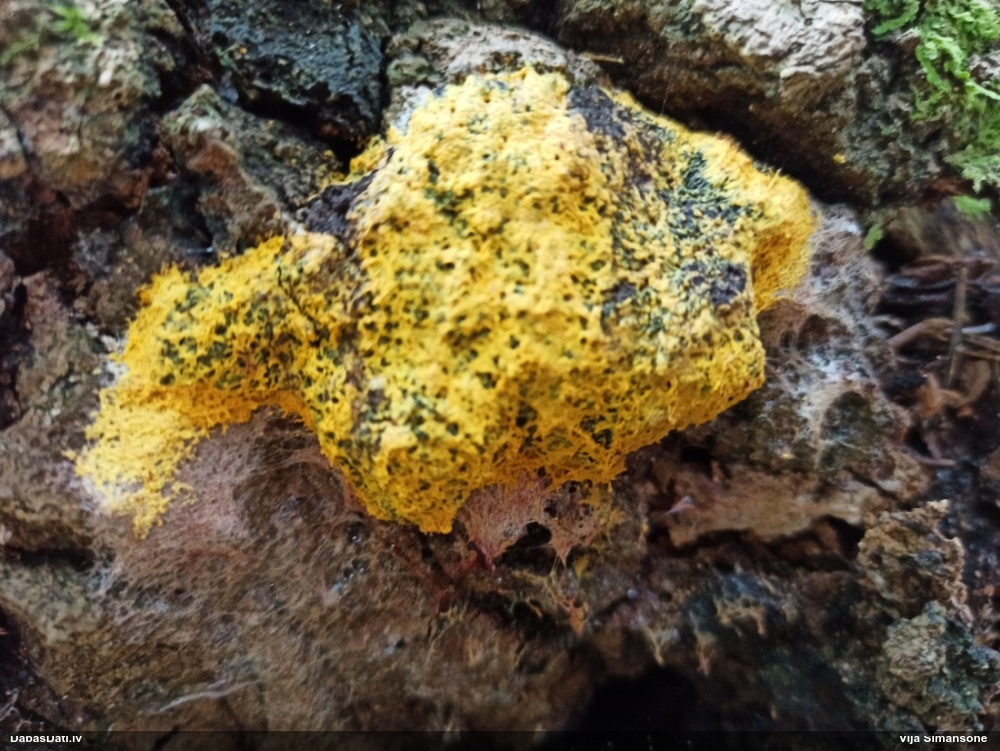 Dažādsporu ragansviests