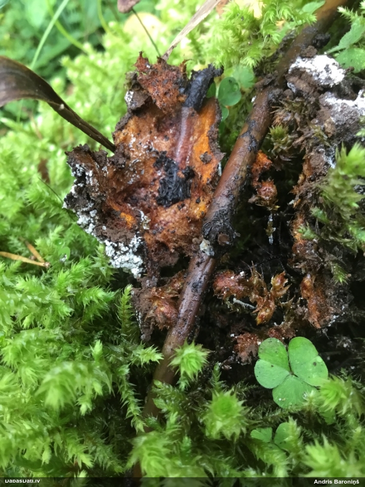 Gludais ragansviests