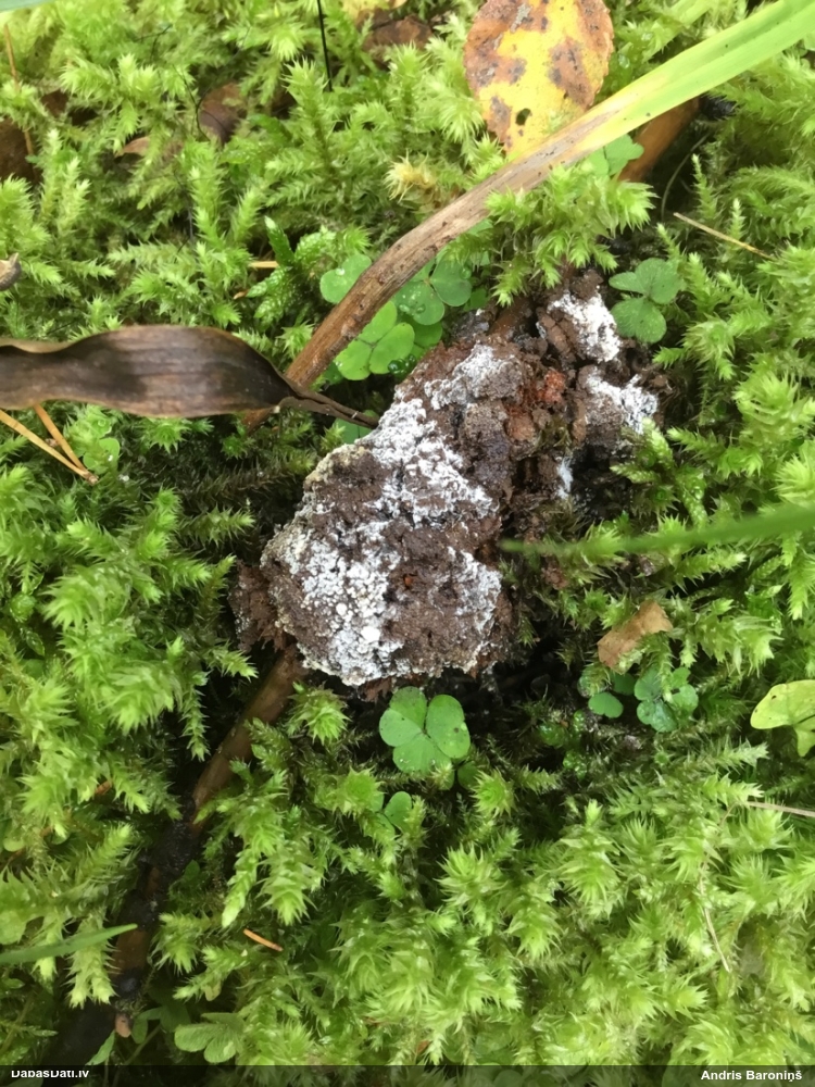 Gludais ragansviests