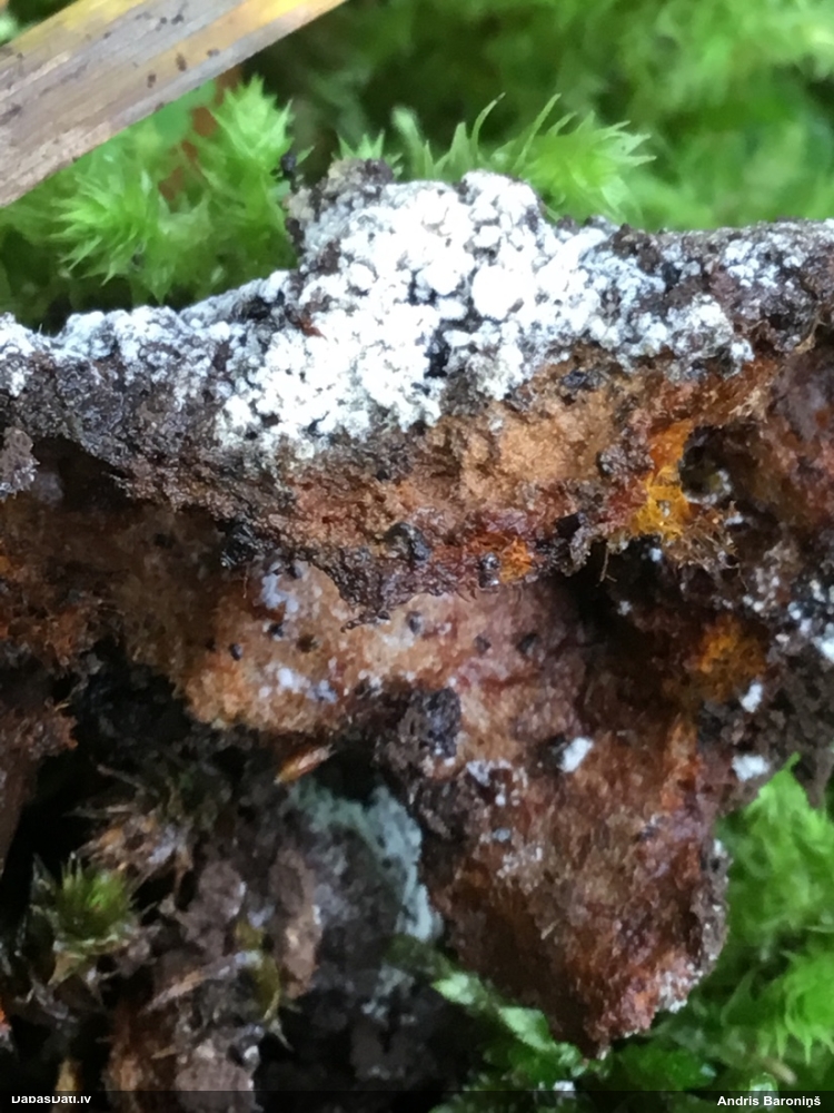 Gludais ragansviests