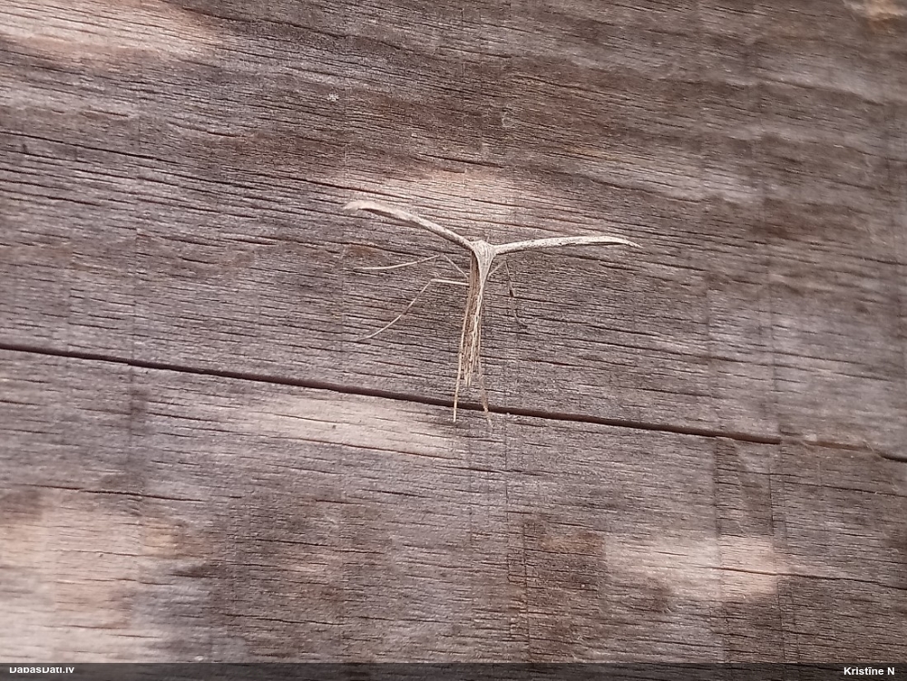Spalvspārnis Emmelina monodactyla