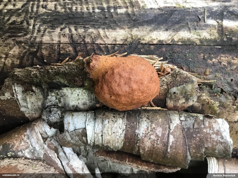 Gludais ragansviests