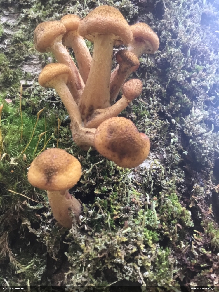 Celmene (nenoteikta)