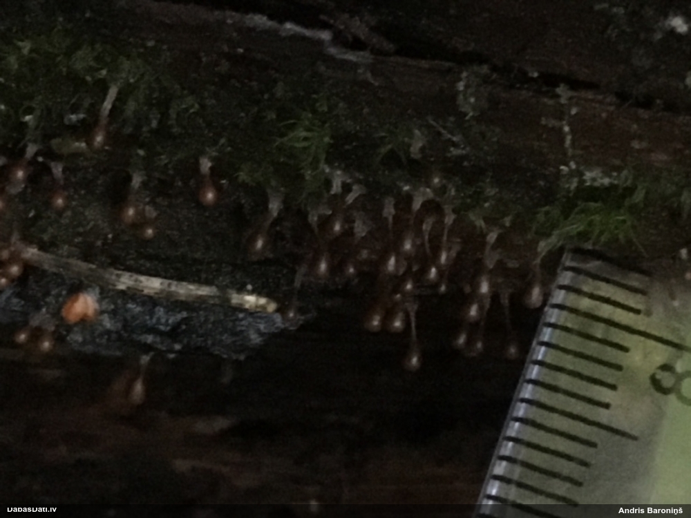 Pilienīte (nenoteikta)