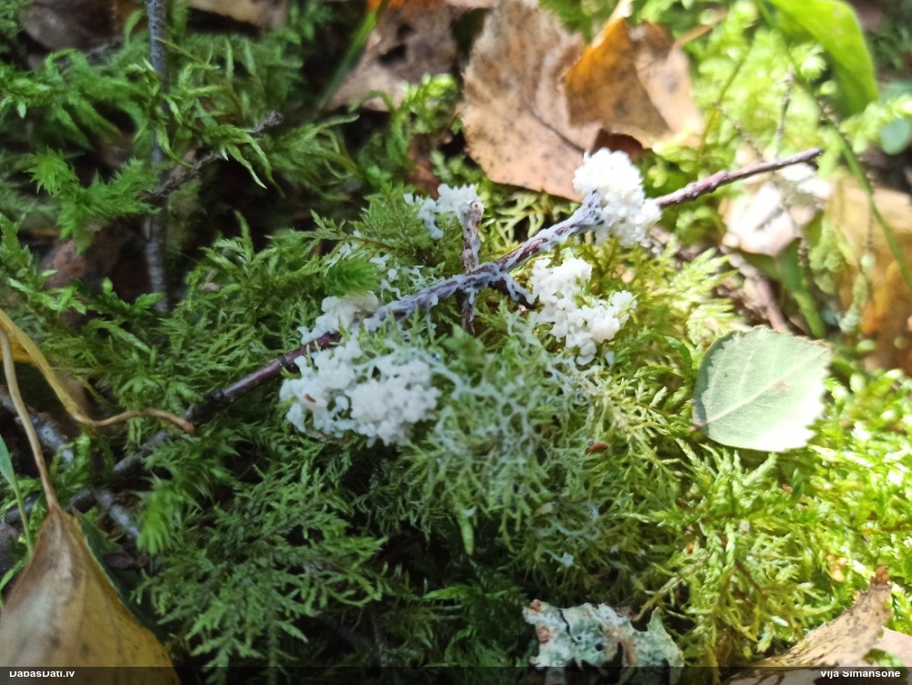 Pumpurīšu dzimtas gļotsēne (nenoteikta)