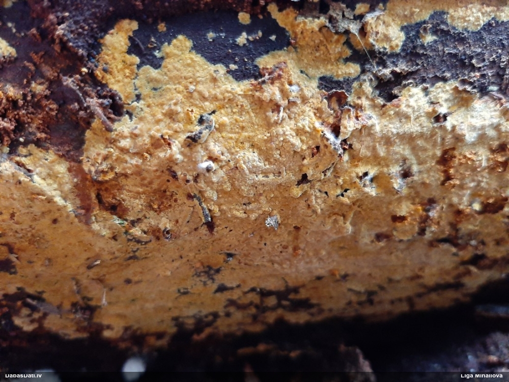Sausā krustoderma