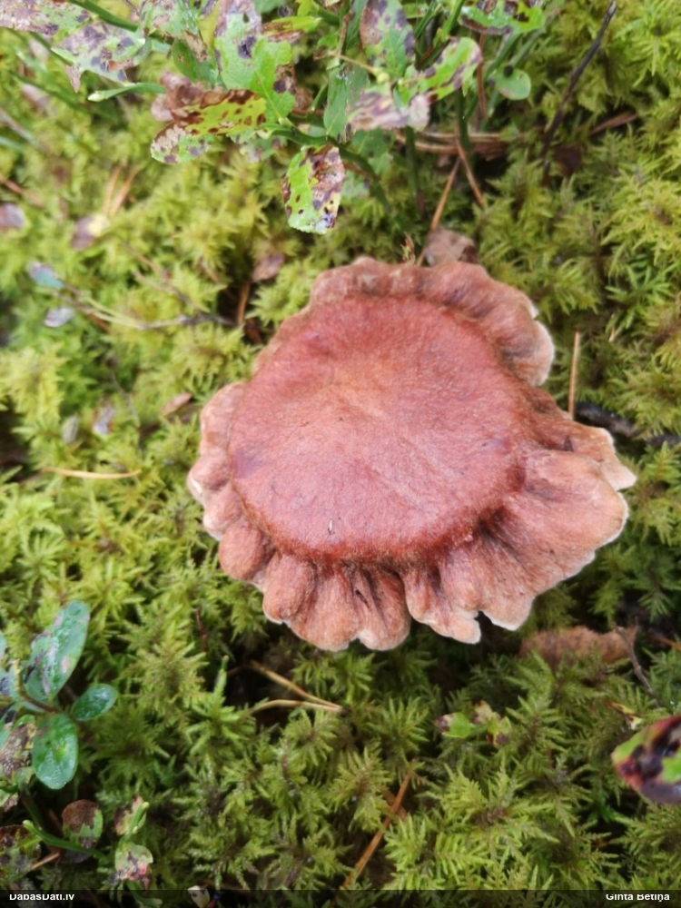 Lapiņsēne (nenoteikta)