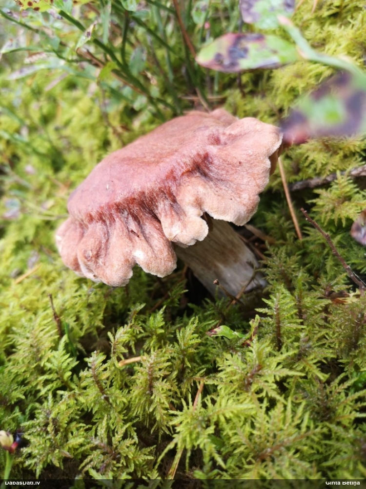 Lapiņsēne (nenoteikta)