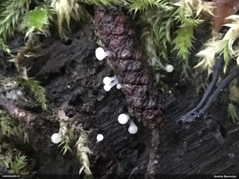 Vāles / apkaklītes pilienīte