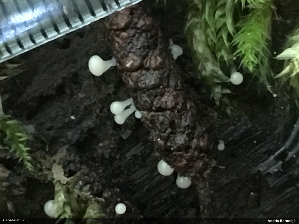 Vāles / apkaklītes pilienīte