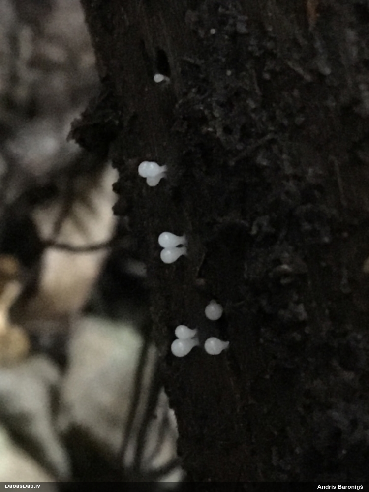 Vāles / apkaklītes pilienīte