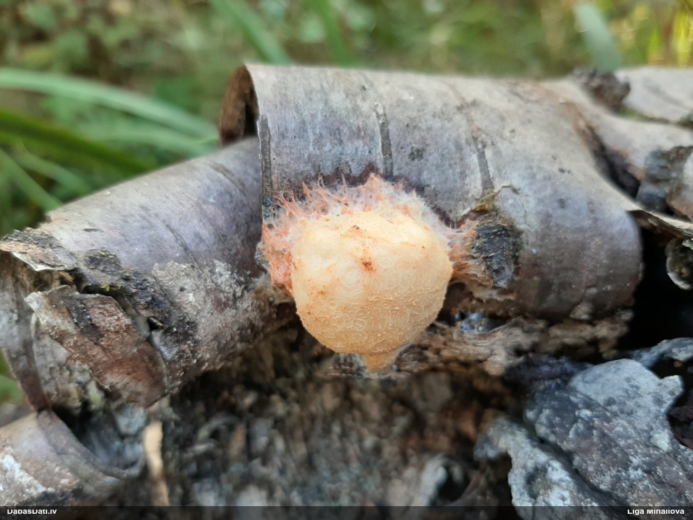 Ragansviests (nenoteikts)