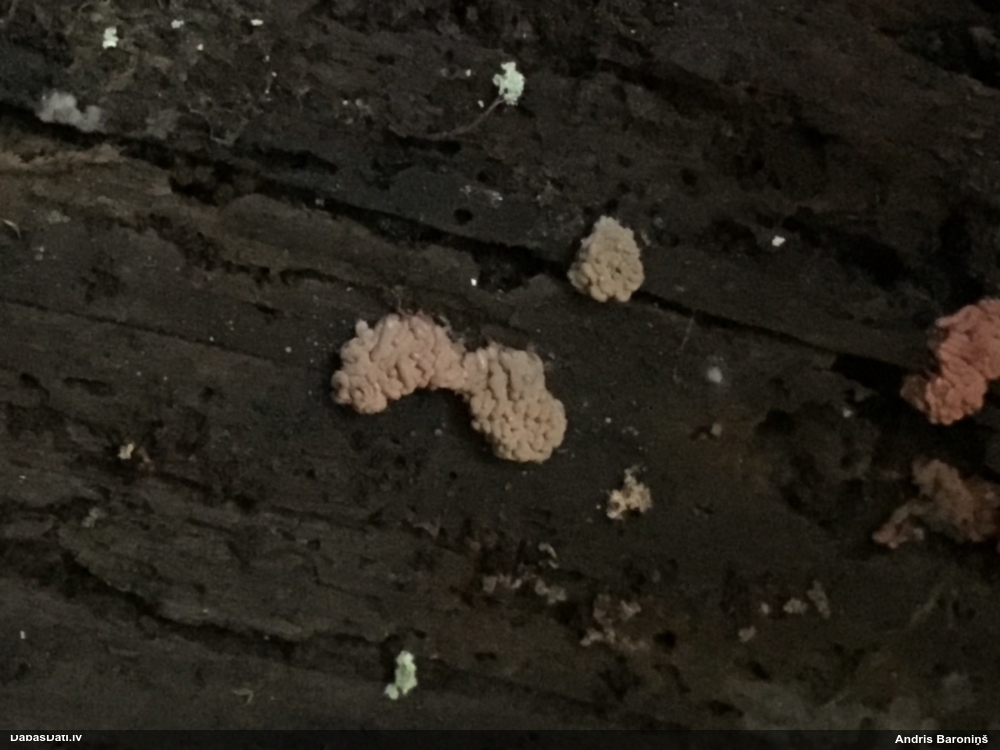 Sprodzīte (pelēka, sarkana; nenoteikta)