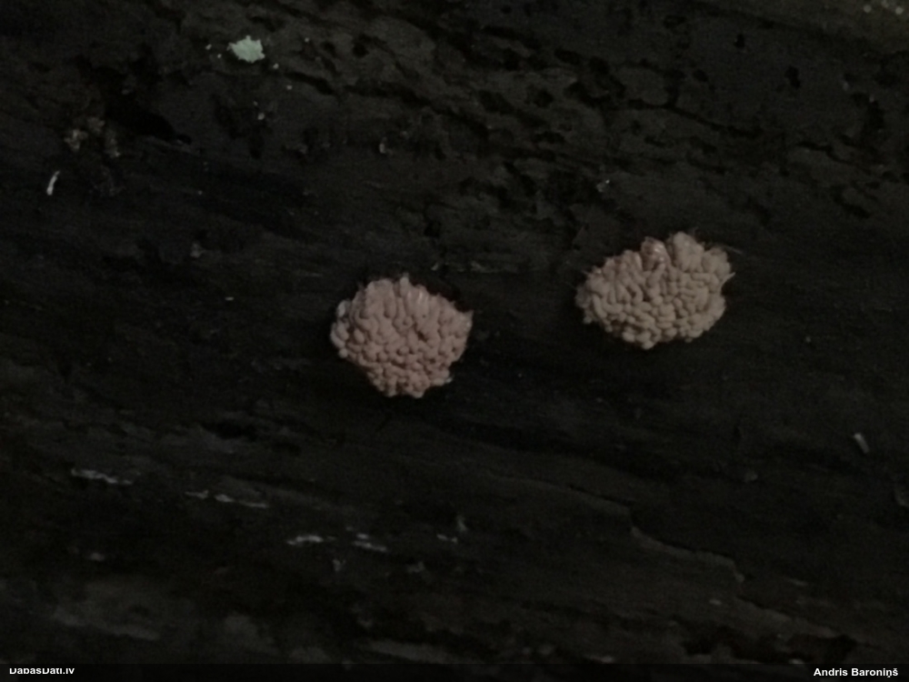 Sprodzīte (pelēka, sarkana; nenoteikta)