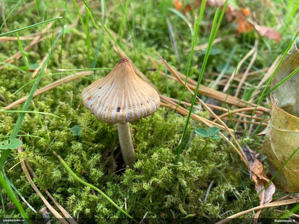 Šķiedrgalvīte (nenoteikta)