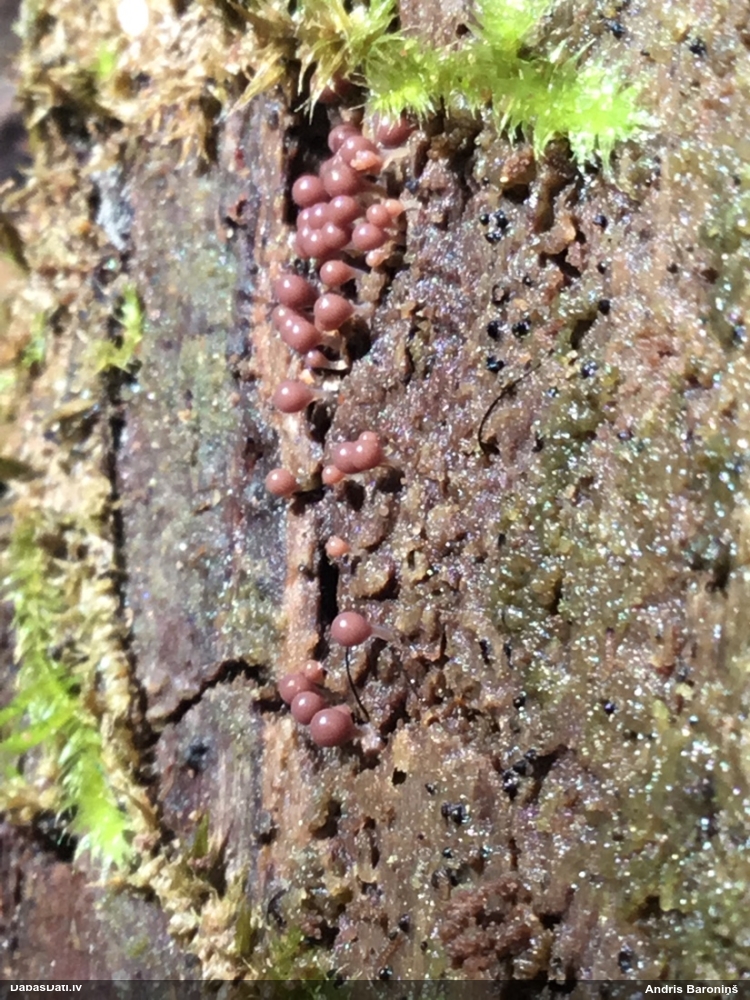 Hemitrihija (nenoteikta)