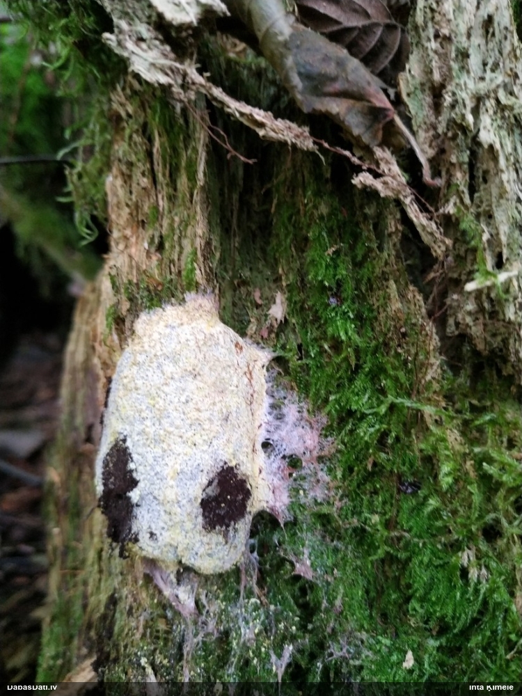 Dažādsporu ragansviests