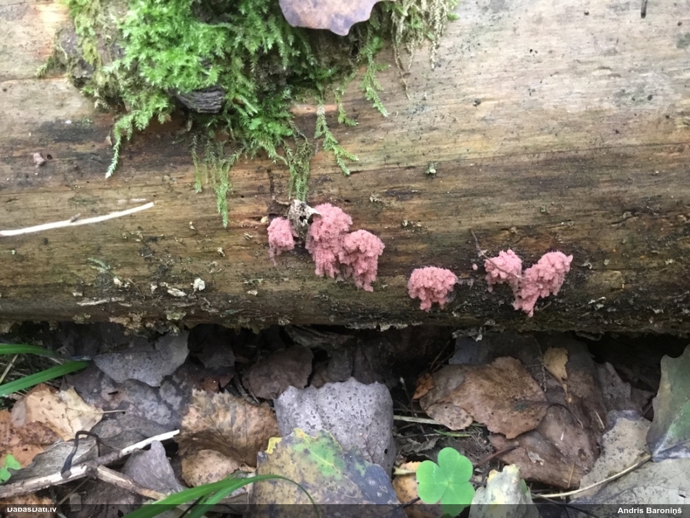 Sprogainā sprodzīte