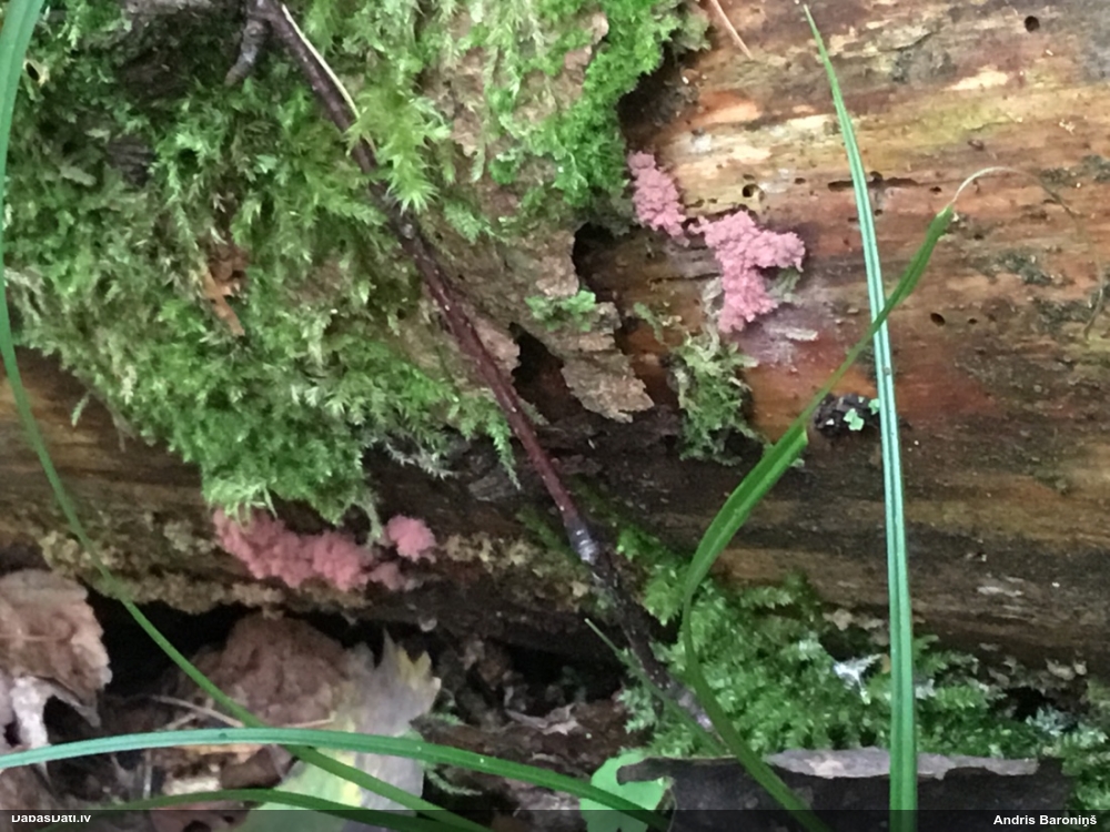 Sprogainā sprodzīte