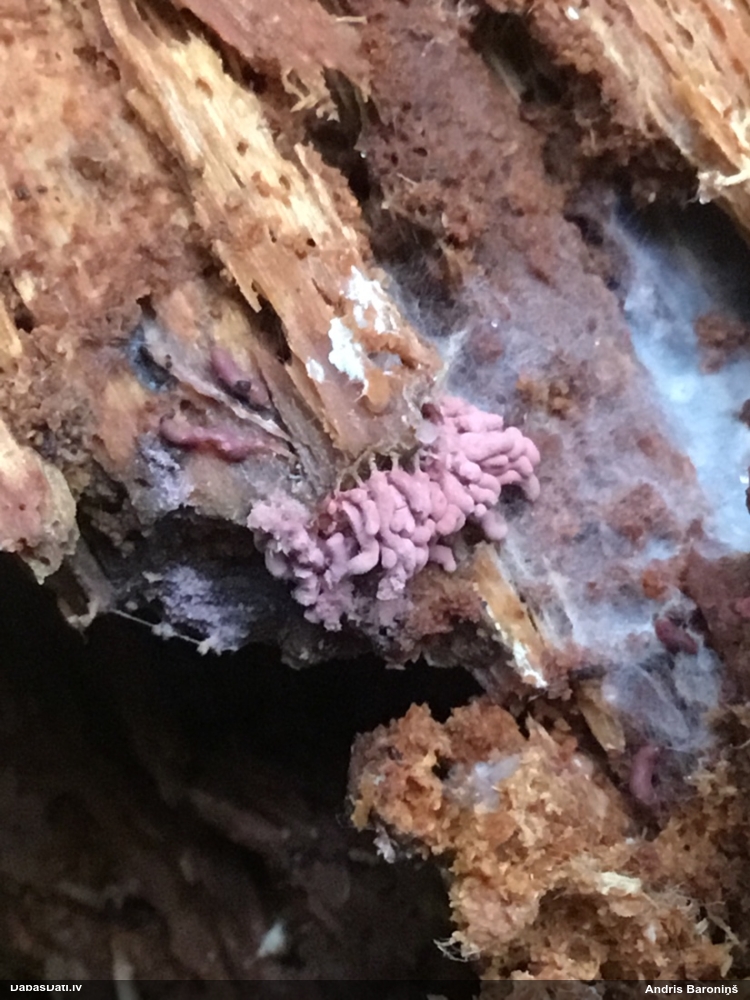 Sardelīšu sprodzīte