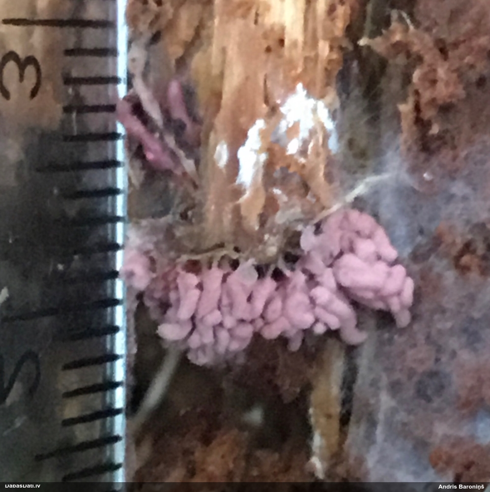 Sardelīšu sprodzīte