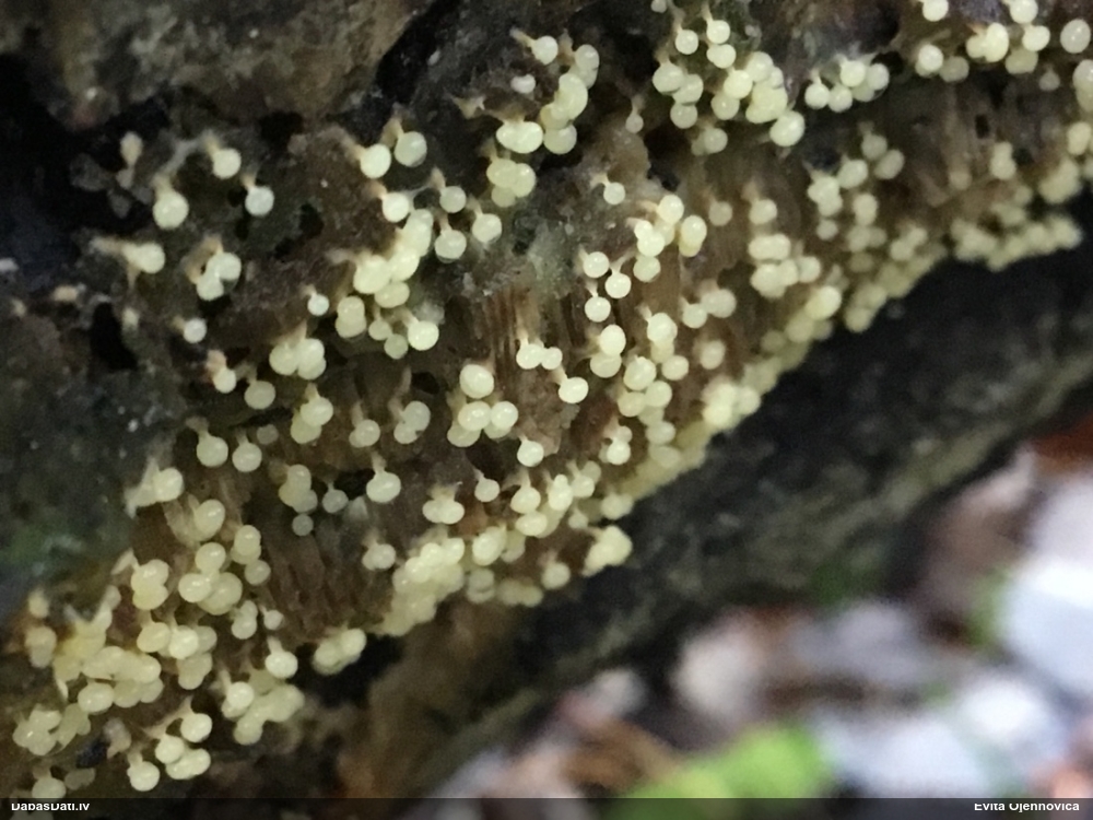 Pumpurīte (nenoteikta)