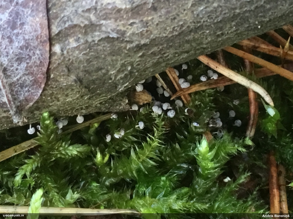 Pumpurīte (nenoteikta)