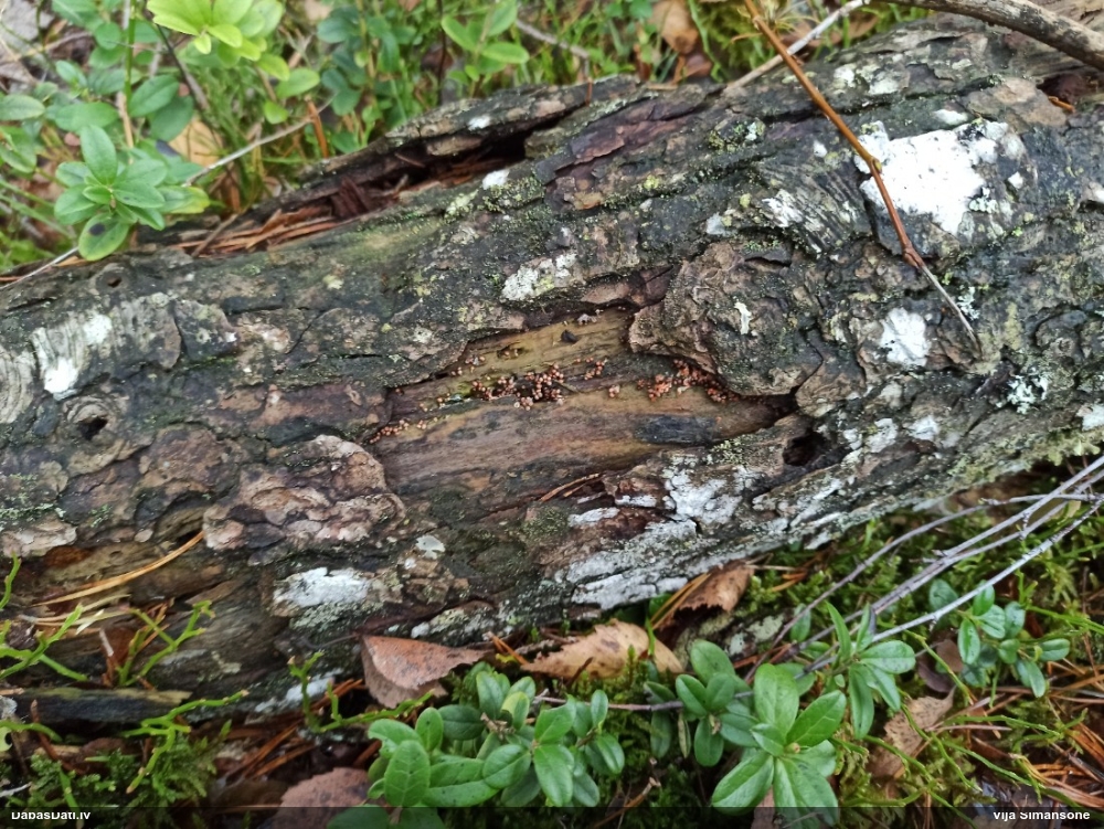 Pilienīte (nenoteikta)