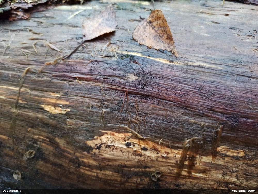 Tīklotā lākturīte