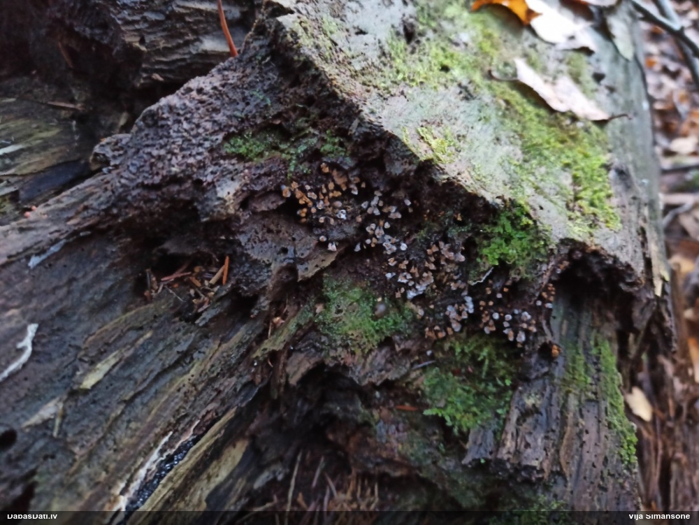 Pilienīte (nenoteikta)