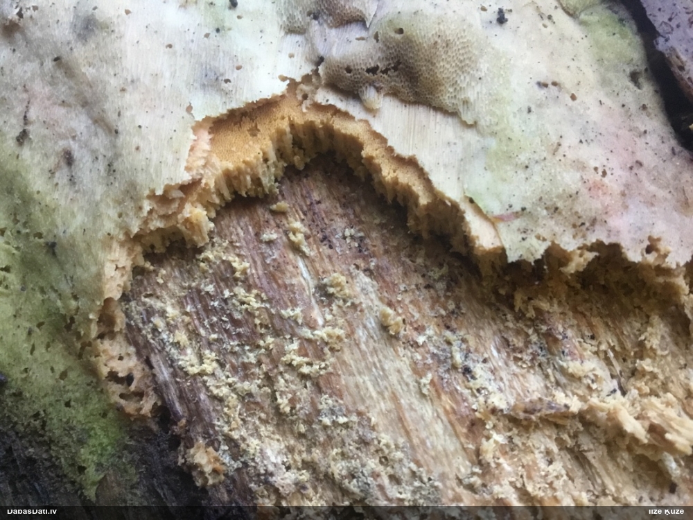 Piepe Resinoporia cretacea
