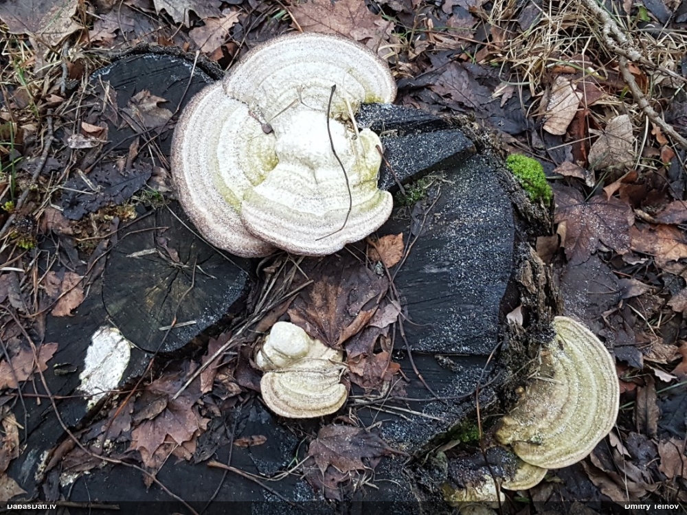 Piepe (nenoteikta)