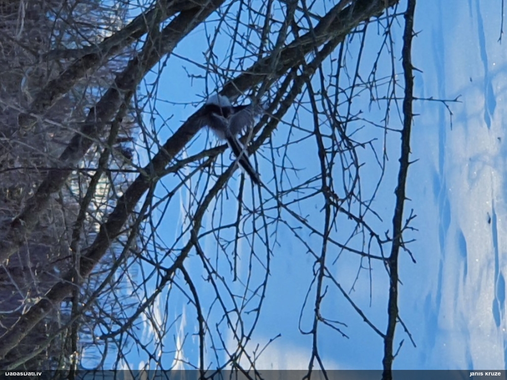 длиннахвостая синица