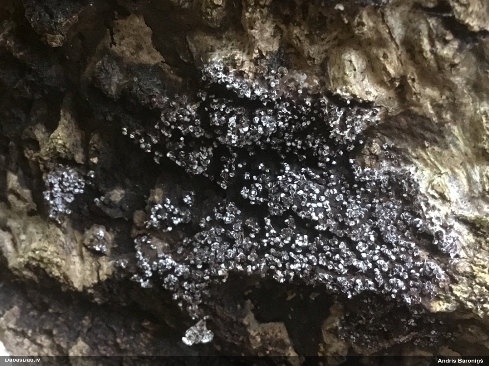 Pumpurīte (nenoteikta)