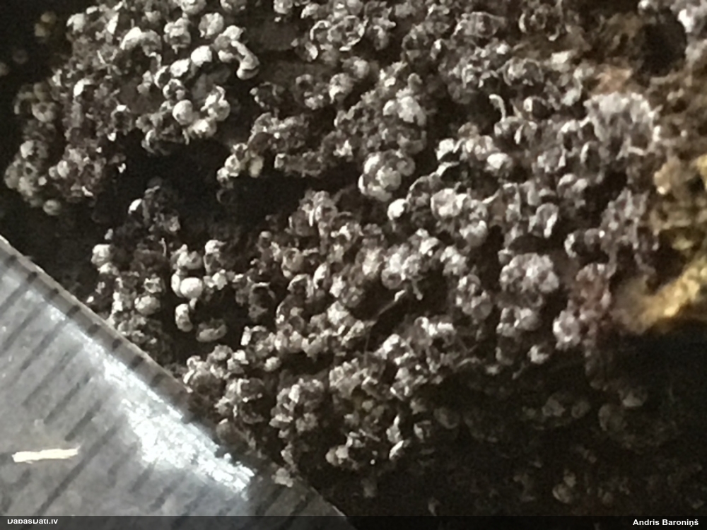 Pumpurīte (nenoteikta)