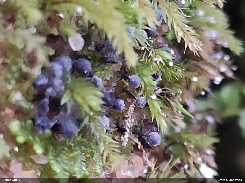 Lampīte (nenoteikta)