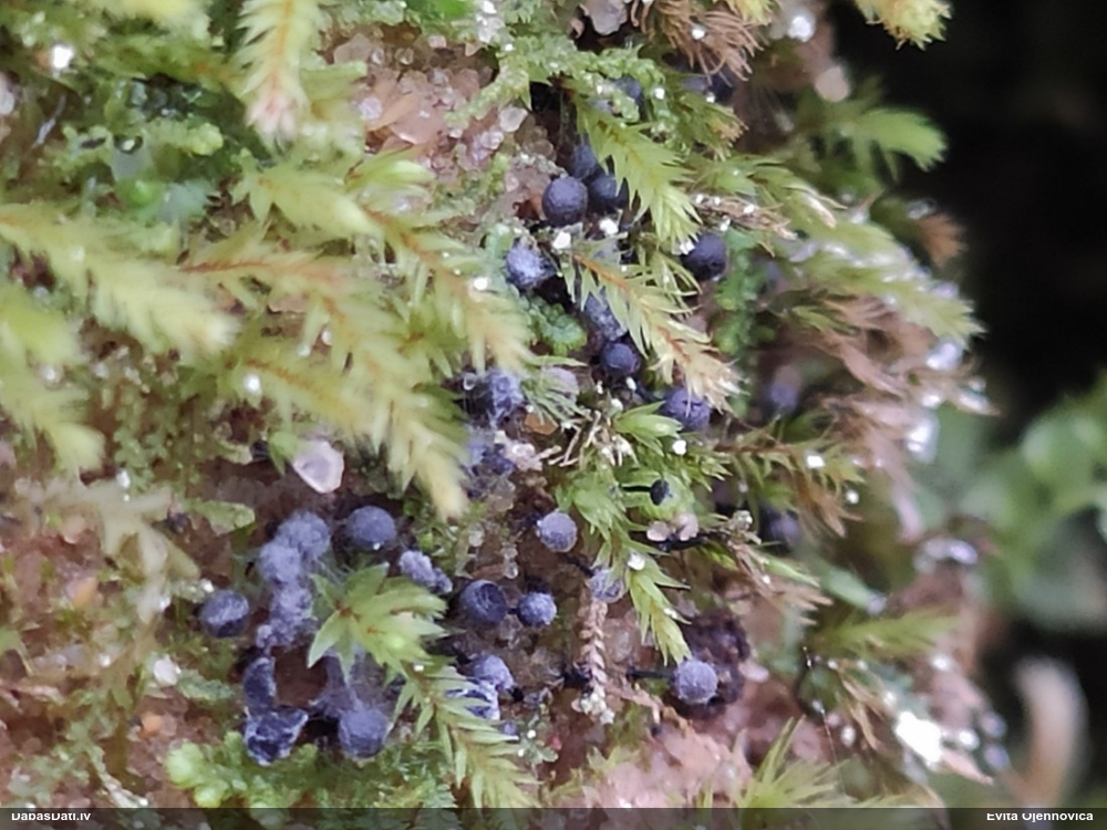 Lampīte (nenoteikta)