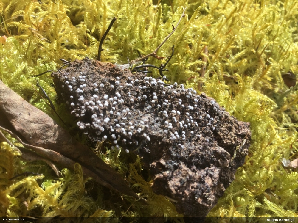 Pumpurīte (nenoteikta)