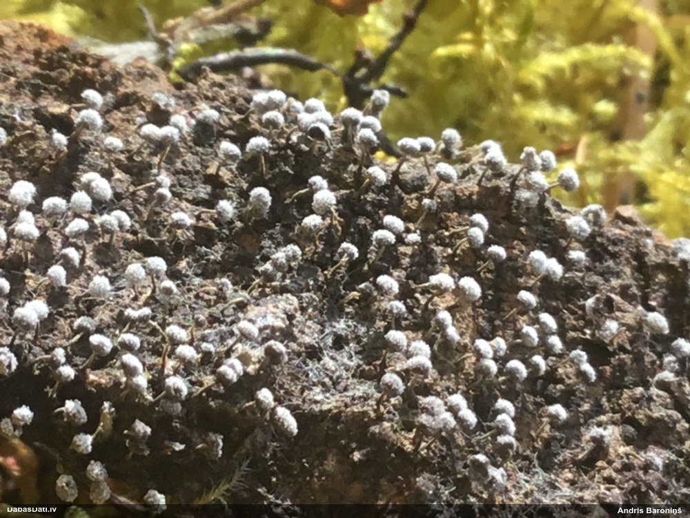 Pumpurīte (nenoteikta)