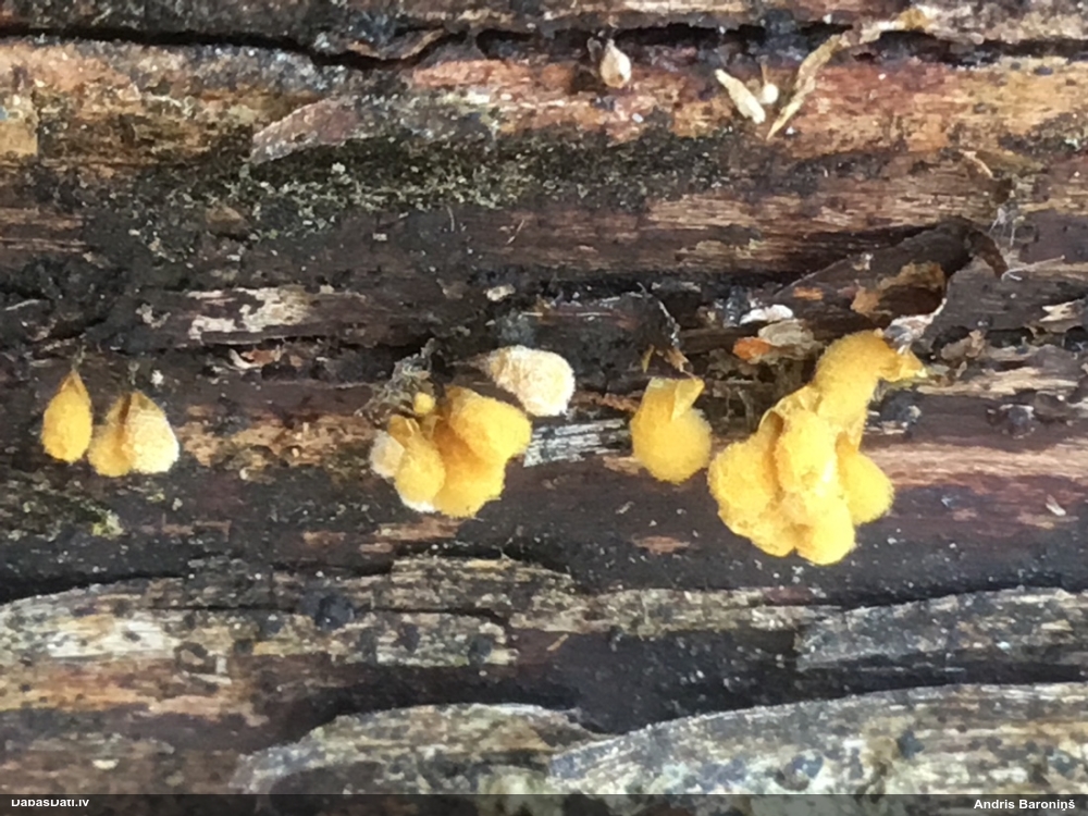 Apkaklītes pilienīte