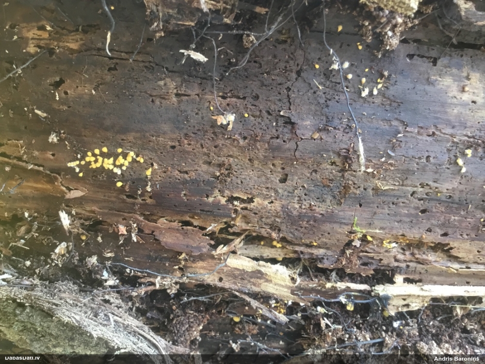 Apkaklītes pilienīte